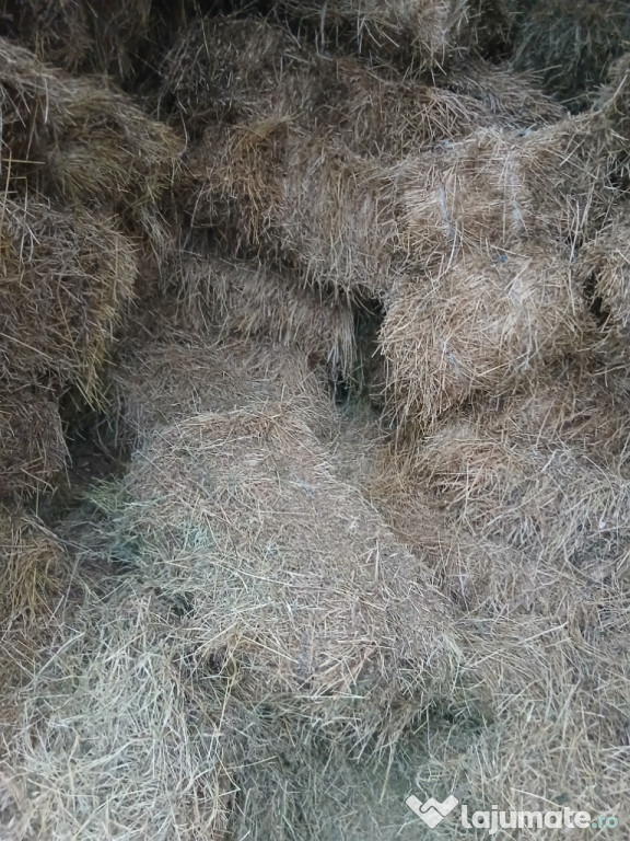 Vând, baloti lucernă și fân