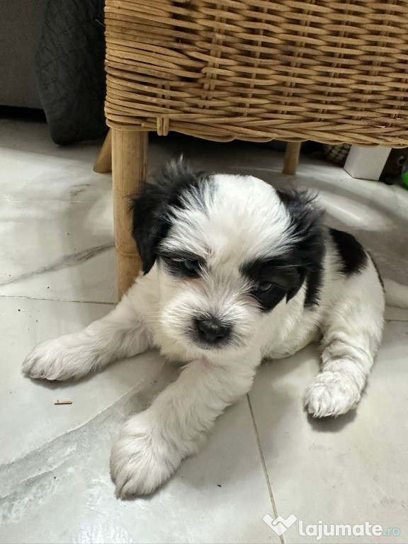 Shih tzu talie mica