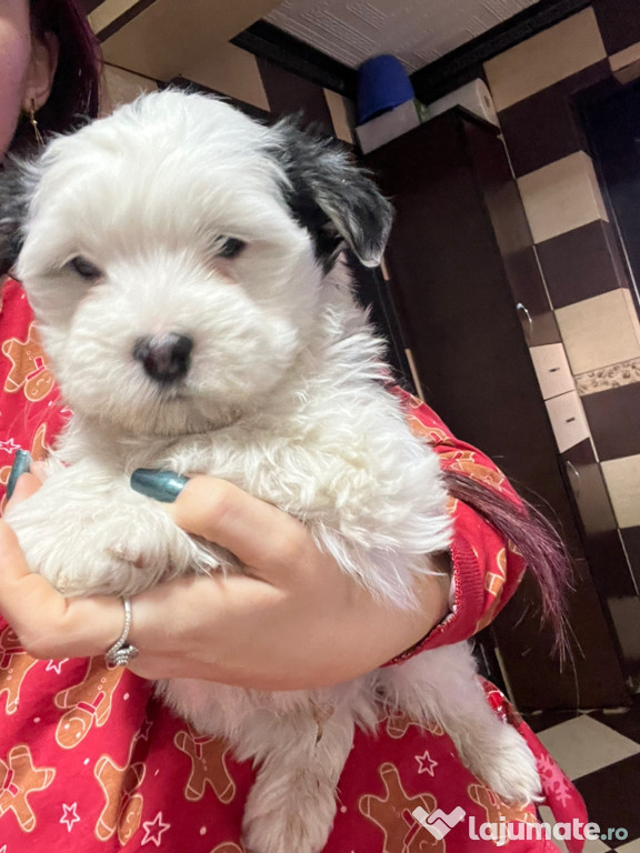 Bichon havanez mascul