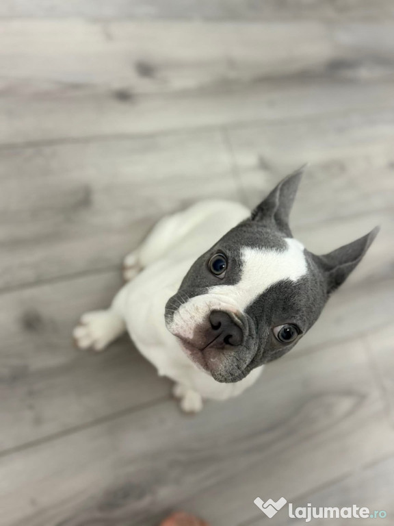 Buldog francez 6 luni perfect sănătos