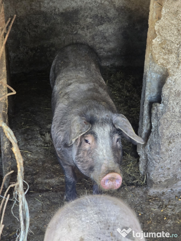 Vad porci mari si mici