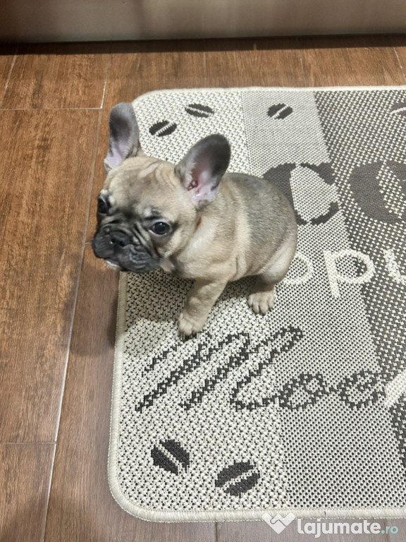 Cățel Bulldog Francez