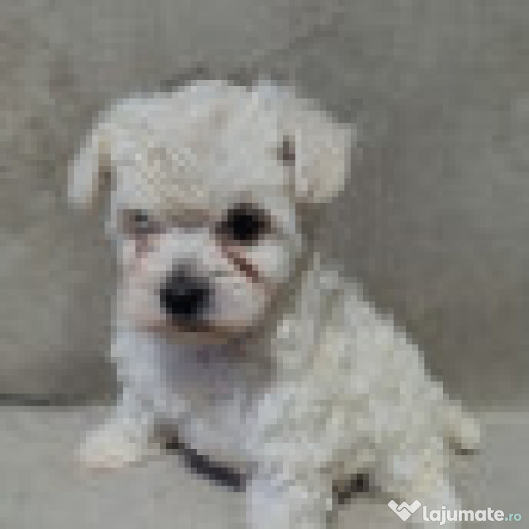 Bichon Maltez femelă