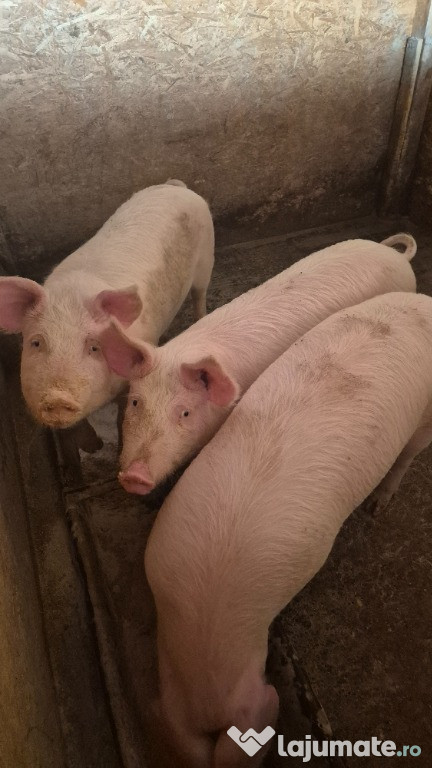 Soldani mare 5 bucati