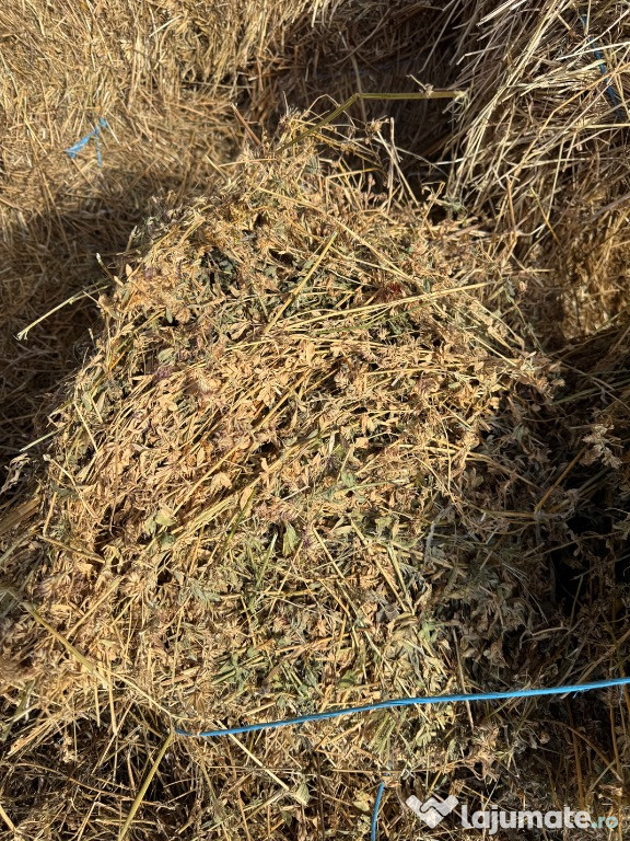 Vând baloți lucernă