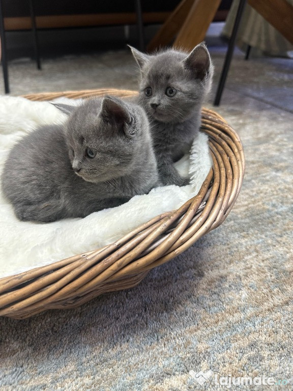 ???? Pui de pisică British Shorthair Blue