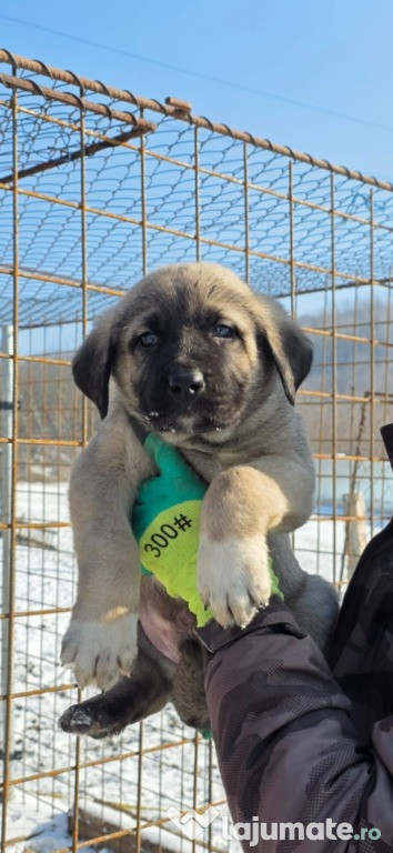 Pui Ciobănesc Kangal deosebiți-