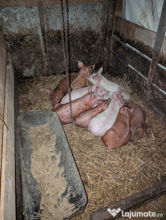 Purcei de vanzare duroc cu landras