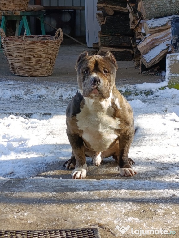 American bully standard