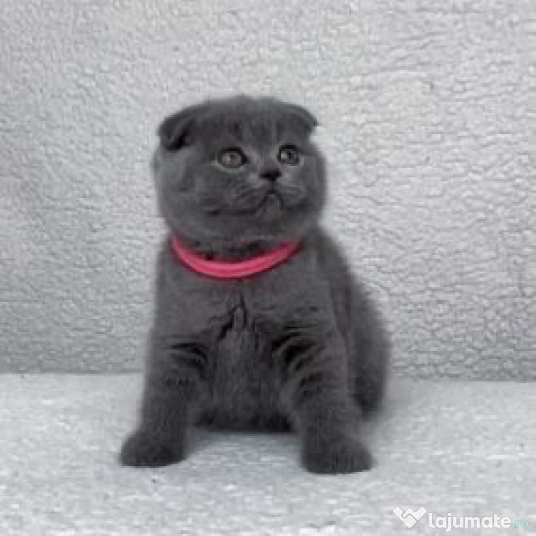 Scottish fold puiuți