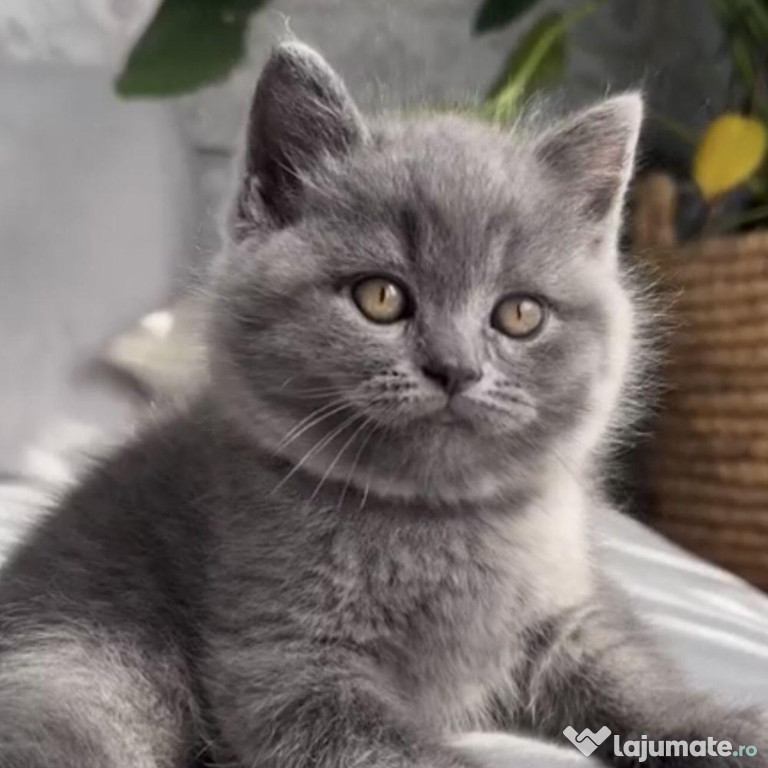 British shorthair pui 2 luni