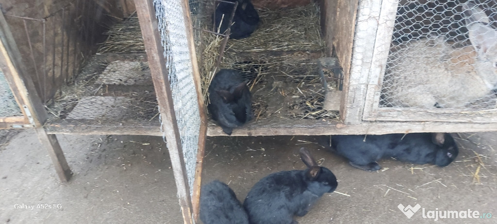Vând iepuri, uriașul Belgian
