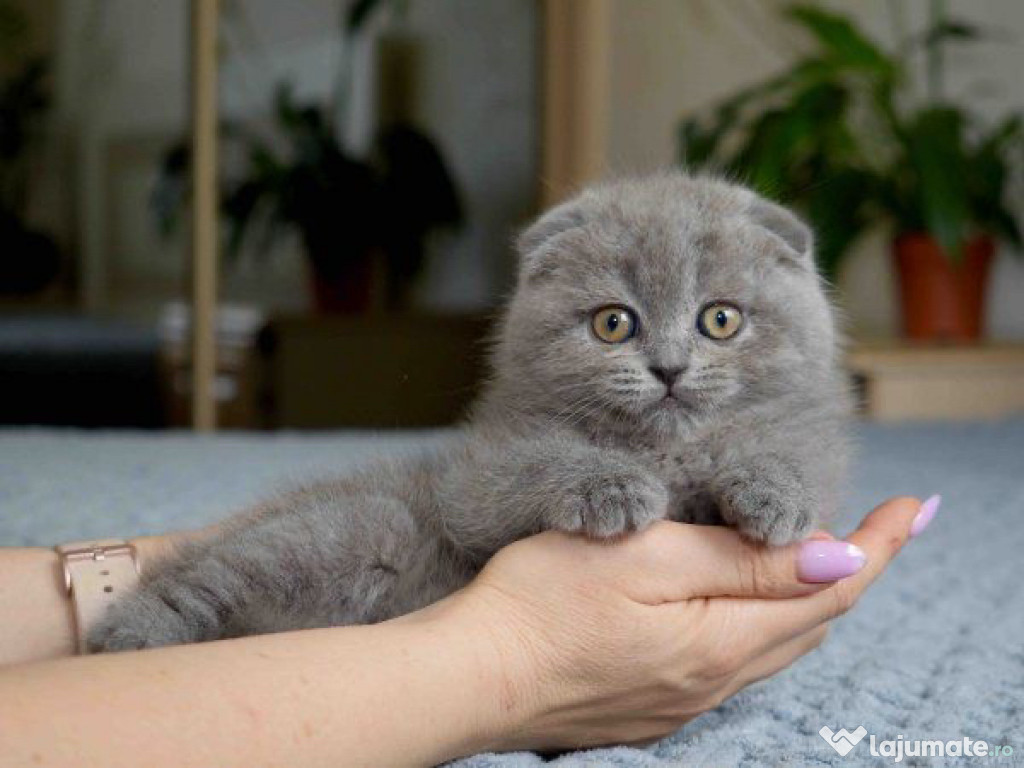 Scottish fold puișori
