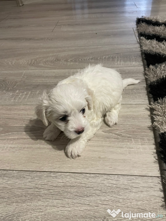 Vând Bichon băiețel