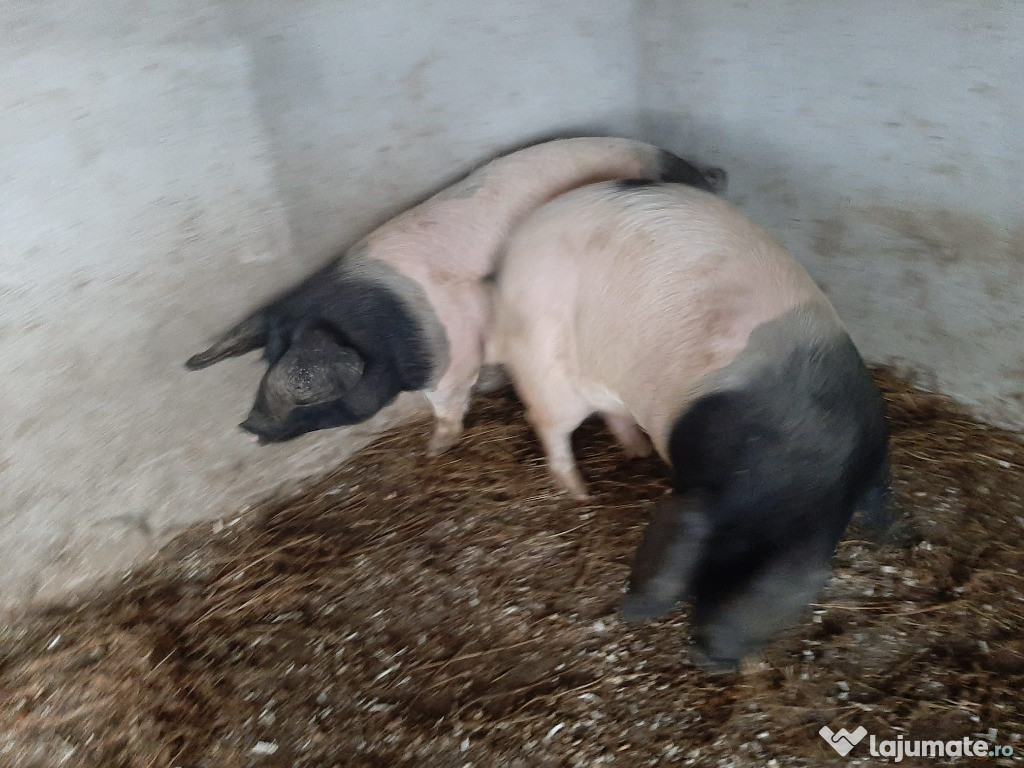 Vand scroafita si mascul 85 kg