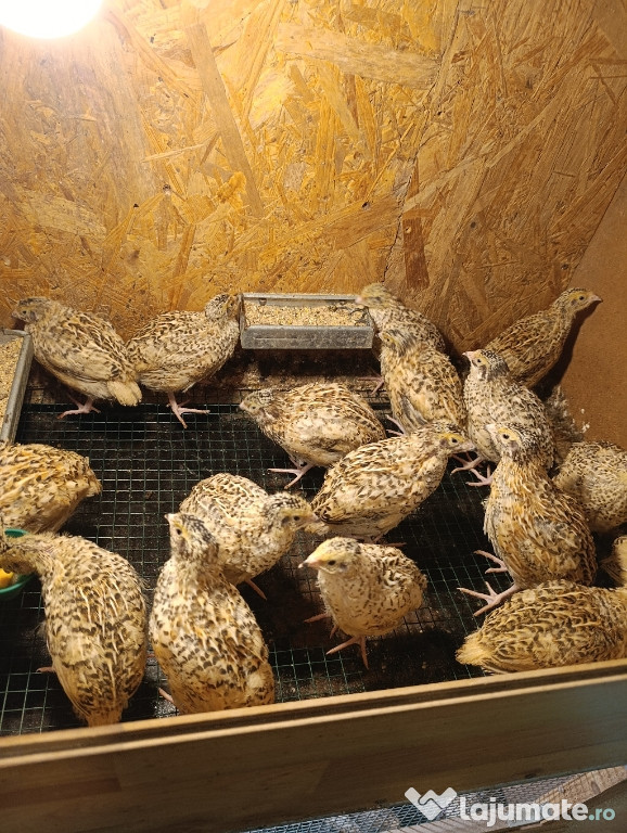 Prepelițe Jumbo gold