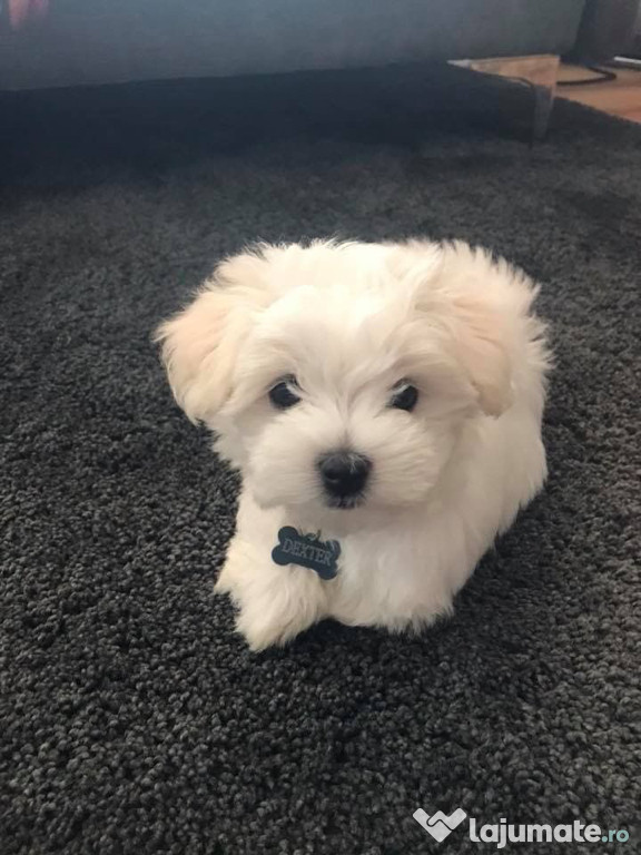 Bichon maltez mini tot