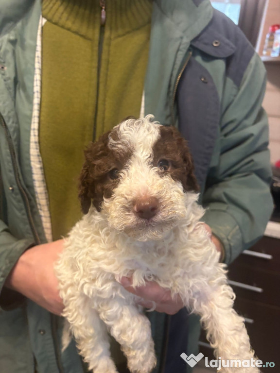 Lagotto romagnolo