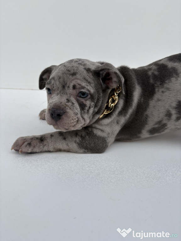 American Bully Pocket