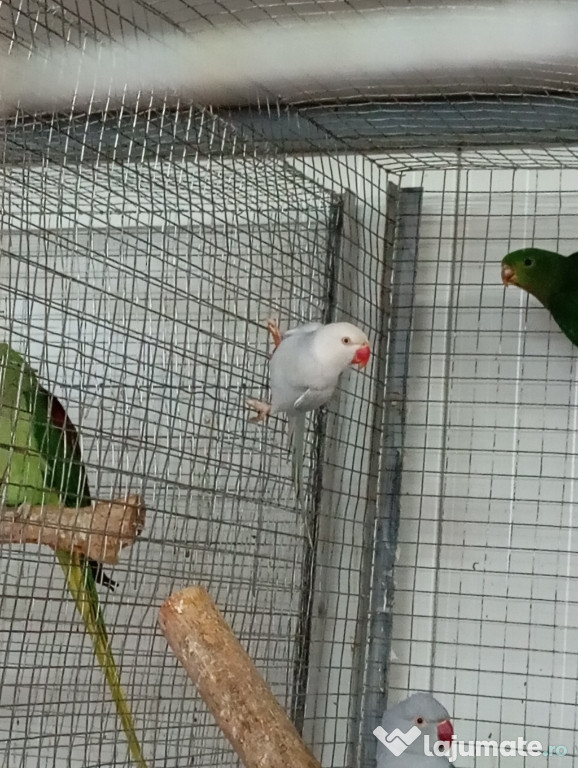 Vând diferite rase papagali