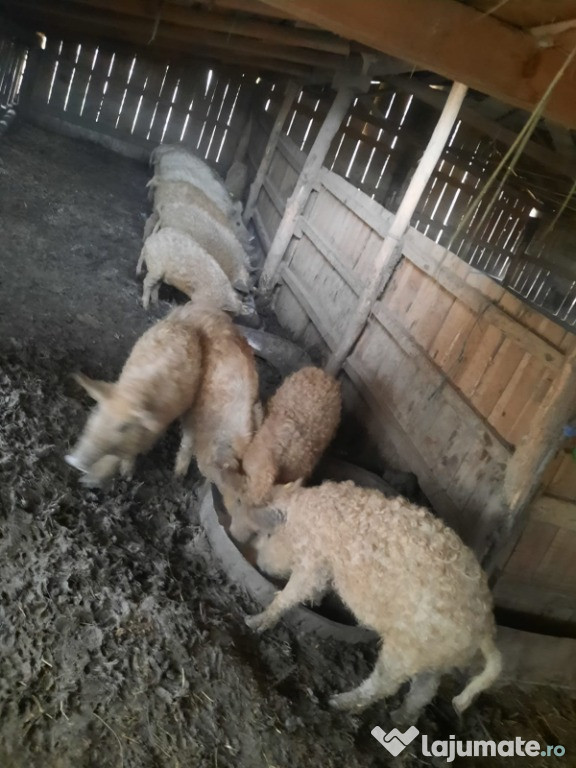 Porci Mangalita ,mici și mari!!