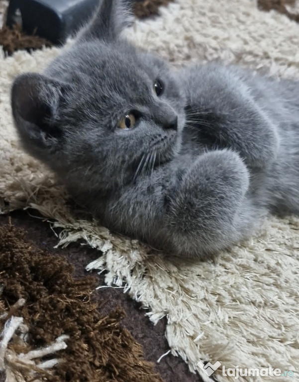 Motanel british shorthair