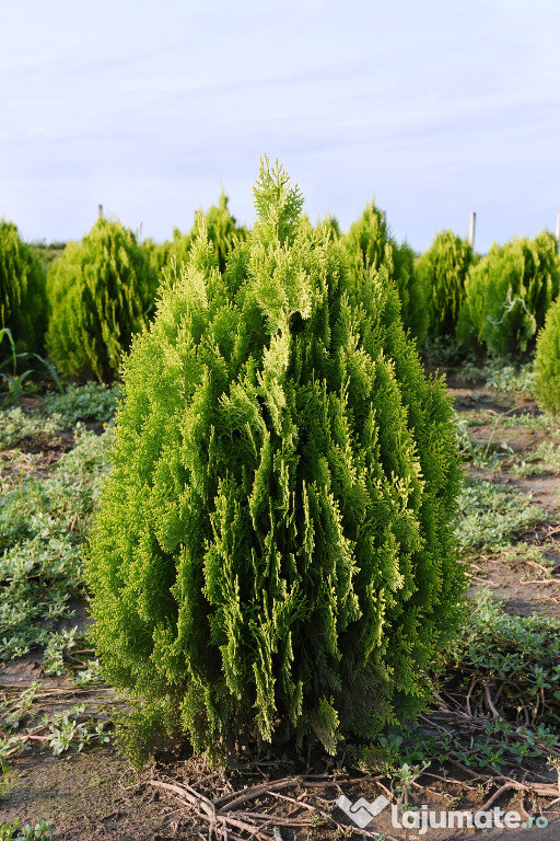 Tuia (thuja) toate varietatile: tuia smaragd, aureea, biota