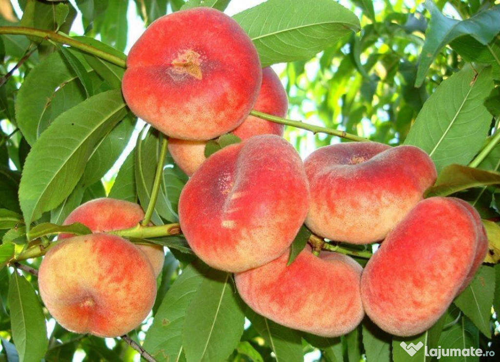 Pomi fructiferi