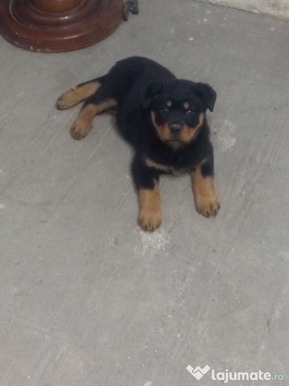 Căței Rottweiler