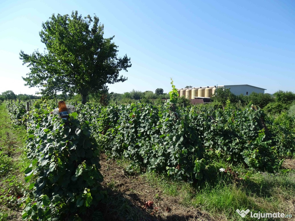 Parcele vie Găgești - Vrancea Abaza și Curături 11600mp