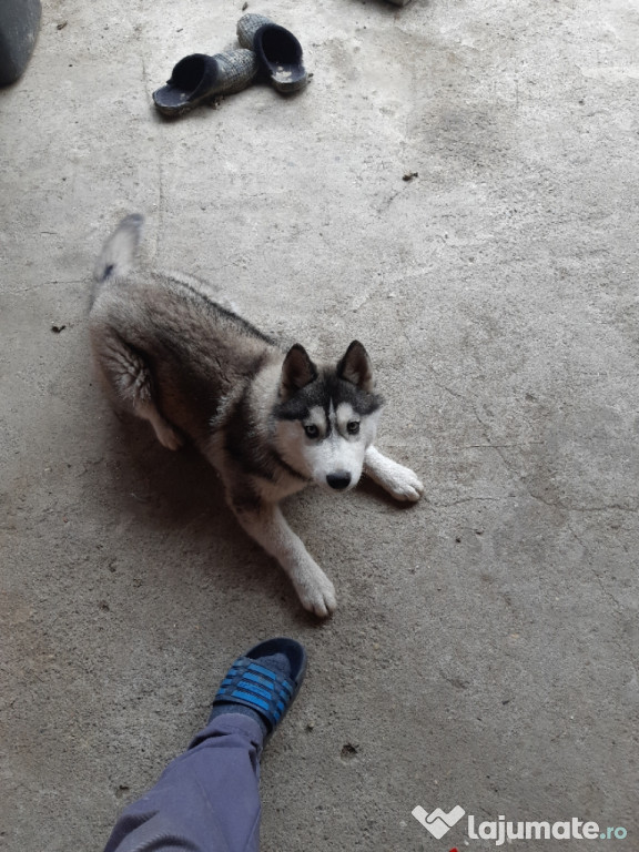 Caine husky