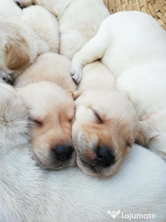 Cățeluși Labrador Retriever