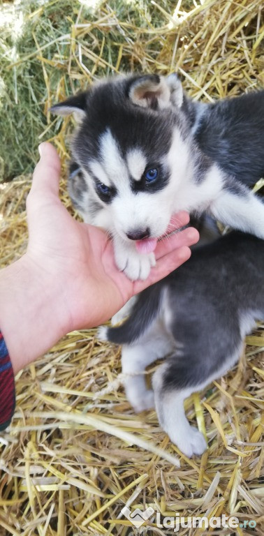 Pui Husky Siberian