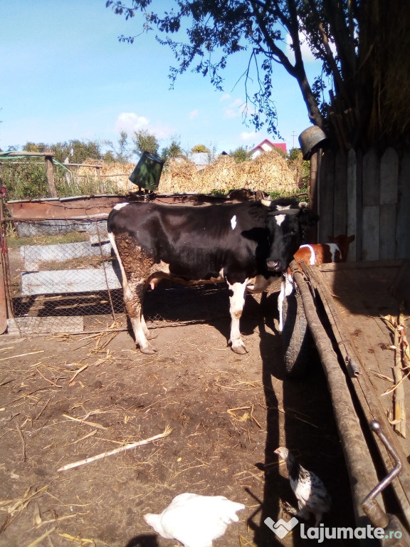 Cal și vaca cu vitel