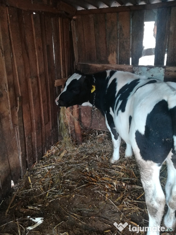 VIȚEIL balțată românească