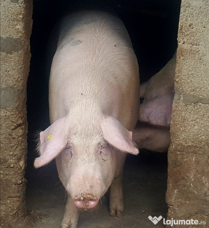 Porci de tara 200 Kg !!!