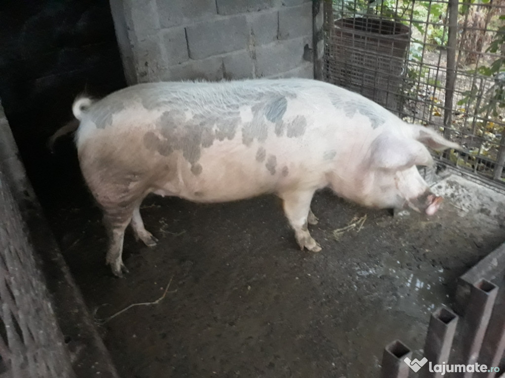 Porci