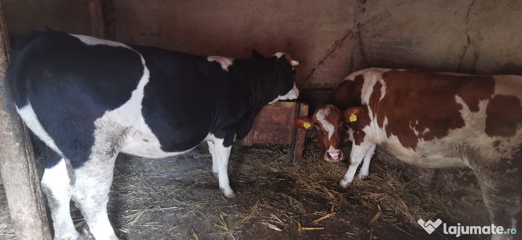 Vaci rasa Holstein de lapte 3-6 ani