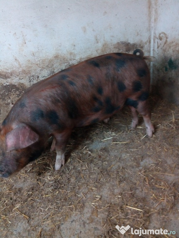 Porc 60 kg