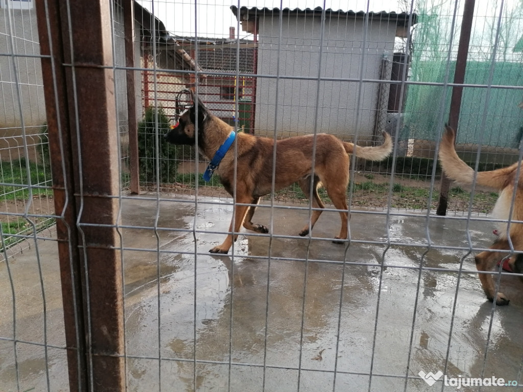 Ciobănesc belgian Malinois pentru Montă