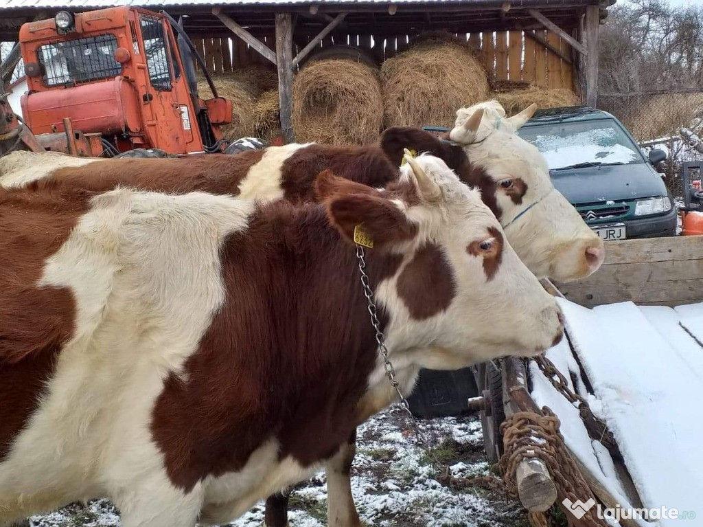 2 vaci