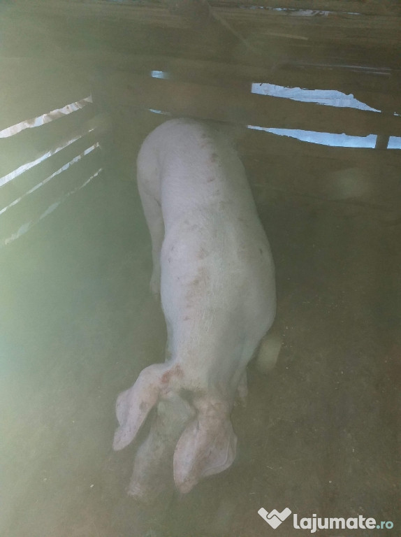 Porci pentru sacrificat