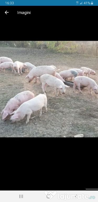 Porci