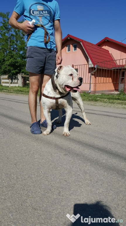 Bulldog american
