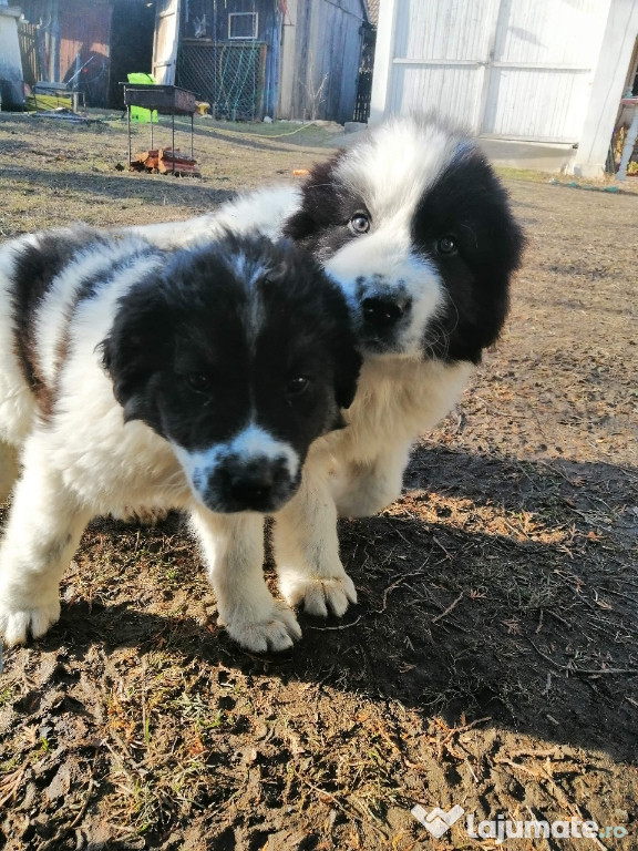 Caine ciobanesc bucovina