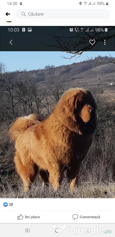 Ofer monta mastiff tibetan