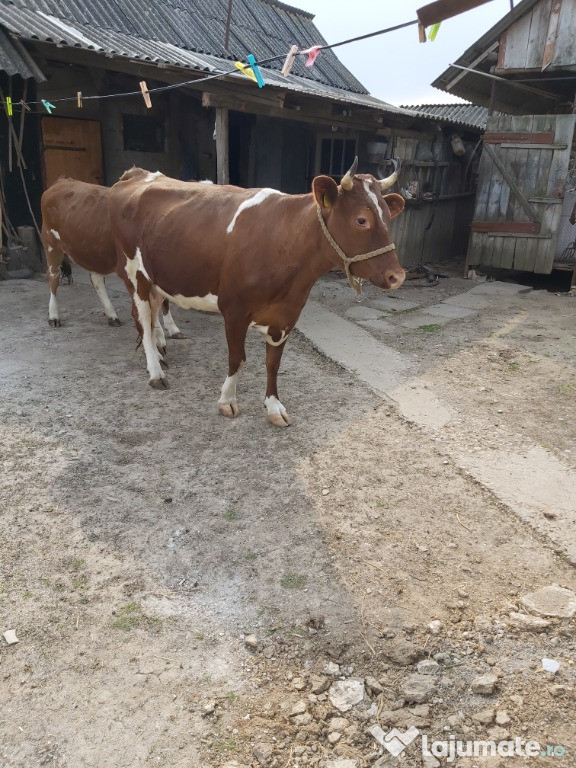 Vaca Baltata Romaneasca