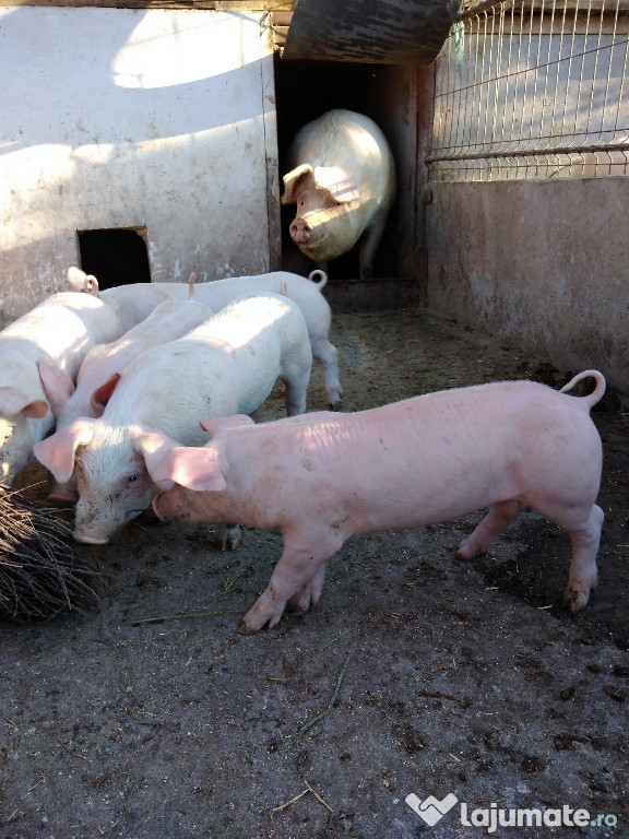 Animale de gospodărie