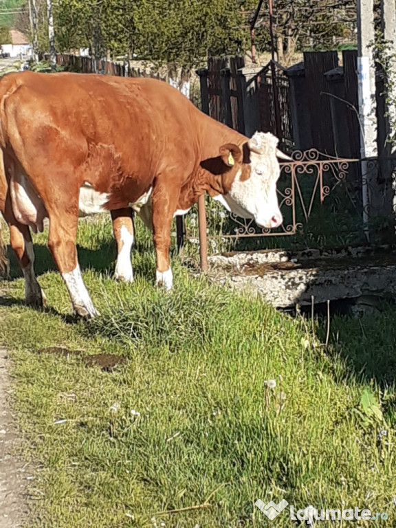 Vaca balțată românească