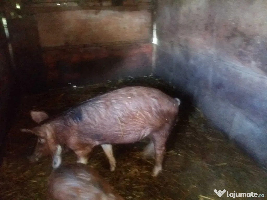 Pork godac, gudac, grostei 90-95 kg